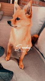 Pomchi 3 jaar oud, Dieren en Toebehoren, Honden | Niet-rashonden, Reu, Eén hond, Klein, 3 tot 5 jaar
