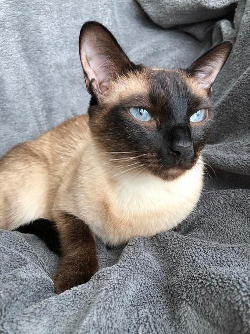 SIAMESE DEKKATER GEZOCHT!, Dieren en Toebehoren, Katten en Kittens | Raskatten | Korthaar, Poes, 3 tot 5 jaar, Gechipt, Ontwormd