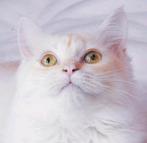 Prachtig Ragdoll Perzische kitten 5 maanden oud wit en crème, Dieren en Toebehoren, Katten en Kittens | Raskatten | Langhaar, Kater
