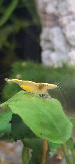 zwangere garnalen, neocaridina, Dieren en Toebehoren, Kreeft, Krab of Garnaal, Zoetwatervis, Schoolvis