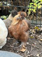 Zijdehoender haan, Dieren en Toebehoren, Mannelijk, Kip