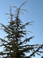 Te koop Ceder, Tuin en Terras, Planten | Bomen, Ophalen, Bloeit niet, Halfschaduw, Overige soorten