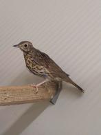 Zanglijsters 2025, Dieren en Toebehoren, Vogels | Overige Vogels, Geslacht onbekend, Wildzangvogel, Geringd