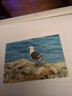 MANTELMEEUW.  1986. Groeten van het eiland TEXEL, Verzamelen, Ophalen of Verzenden, 1980 tot heden
