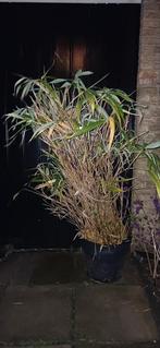 Gratis Bamboe in op ca 1.40cm, Tuin en Terras, Planten | Tuinplanten, Ophalen of Verzenden, Bloeit niet, Overige soorten, Halfschaduw