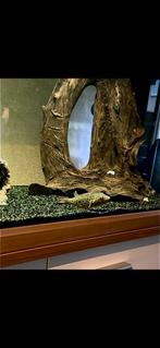 Mooie regenboog p a o Abei kogelvis te koop., Vis, Zoetwatervis