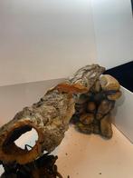 Wimpergekkos te koop, Dieren en Toebehoren, Reptielen en Amfibieën