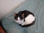 Katten ter adoptie gratis afhalen, Dieren en Toebehoren, Meerdere dieren, Kortharig, 3 tot 5 jaar