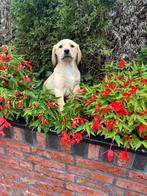 Schitterende Raszuivere Labrador pups(ouders Stamboom)HDvrij, Dieren en Toebehoren, Honden | Retrievers, Spaniëls en Waterhonden