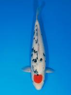Tancho sanke, Karper of Koi