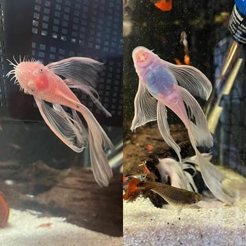 🤍🤍L144 Snow White Longfin Ancistrus - plecoschuurmenno beschikbaar voor biedingen