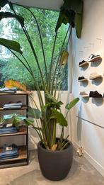 Big Plant, Ophalen, Zomer, Volle zon