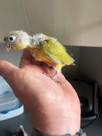 Jonge handtamme Pyrrhura, Dieren en Toebehoren, Vogels | Parkieten en Papegaaien, Geslacht onbekend, Parkiet, Geringd