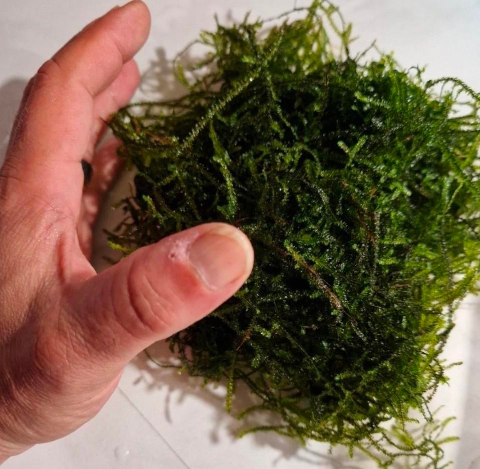 Javamos- aquarium moss, Ophalen, Nieuw, Plant(en), Steen of Hout