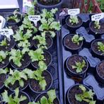 ACTIE andijvie /ijsberg plantjes te koop voor het goede doel, Zomer, Ophalen, Groenteplanten, Eenjarig