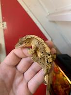 Crested gecko dalmation female wimpergekko, Dieren en Toebehoren, Hagedis, 0 tot 2 jaar