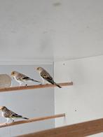 Te koop., Dieren en Toebehoren, Vogels | Overige Vogels, Vrouwelijk, Wildzangvogel