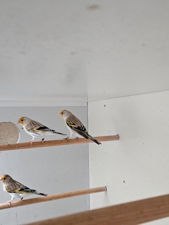 Te koop., Dieren en Toebehoren, Vogels | Overige Vogels, Wildzangvogel, Vrouwelijk