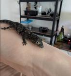 Kameleongekko (Eurydactylodes occidentalis) man, Dieren en Toebehoren, Reptielen en Amfibieën, Hagedis, 0 tot 2 jaar