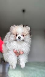 Pomeriaan puppy reu, MERLE, Particulier, Reu, 8 tot 15 weken, Buitenland
