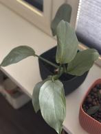Zilveren Philodendron /Philodendron hastatum Kamerplant, Overige soorten, In pot, Minder dan 100 cm, Groene kamerplant