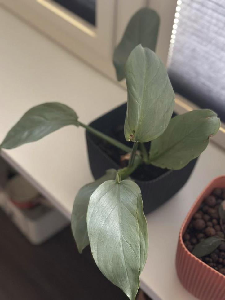 Zilveren Philodendron /Philodendron hastatum Kamerplant, Huis en Inrichting, Kamerplanten, Overige soorten, Minder dan 100 cm