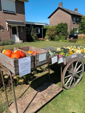 Verse Pompoenen en Sierkalebassen beschikbaar voor biedingen