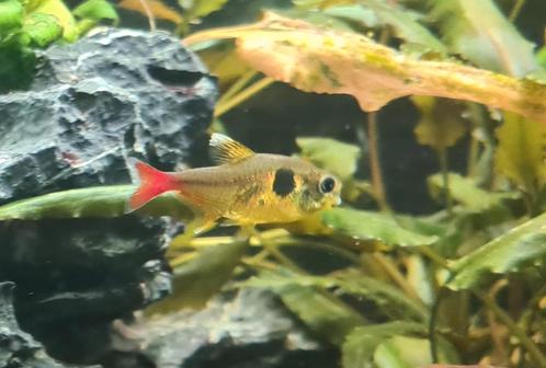 1 fantoomzalm, Dieren en Toebehoren, Vissen | Aquariumvissen, Zoetwatervis, Vis, Schoolvis