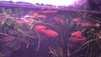 Diverse aquariumvissen te koop, Dieren en Toebehoren, Vis, Zoetwatervis