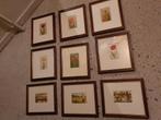 9 oude bloembollen steendrukken (litho's) in lijst anno 1918, Antiek en Kunst, Kunst | Litho's en Zeefdrukken, Ophalen of Verzenden