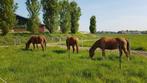 OP ZOEK! Naar een te koop stuk grond voor mijn paarden!