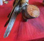 Opgezette torenvalk taxidermie, Ophalen of Verzenden, Gebruikt, Vogel, Opgezet dier