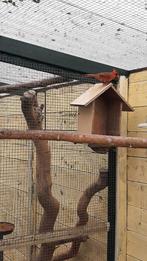 Rode kardinaal, Dieren en Toebehoren, Meerdere dieren, Tropenvogel
