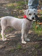 Maltezer reutje, Dieren en Toebehoren, Honden | Chihuahua's en Gezelschapshonden, Maltezer, Reu, CDV (hondenziekte), 1 tot 2 jaar