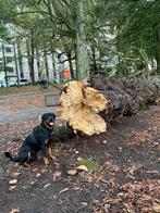 Rottweiler dekreu, België, Particulier, Reu, CDV (hondenziekte)