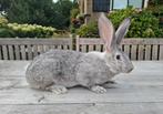 Te koop vleeskonijnen, Dieren en Toebehoren, Konijnen, Meerdere dieren, Groot, 0 tot 2 jaar