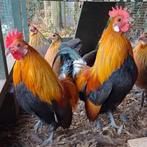2 mooie haantjes Hollandse patrijs