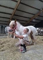 (Lease)paard/pony of verzorgpaard/pony gezocht, Dieren en Toebehoren, Ophalen of Verzenden, Nieuw