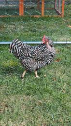 Gratis 3 AMROCK kriel hennen, Dieren en Toebehoren, Pluimvee, Vrouwelijk, Kip