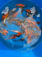 60 tosai - 18/20 cm mix, Dieren en Toebehoren, Karper of Koi