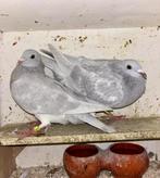 Koppel kleurpostduiven poederblauw gekrast, Dieren en Toebehoren, Vogels | Duiven, Meerdere dieren, Postduif