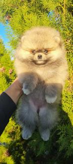 Pomerian puppy, België, Particulier, Reu, 8 tot 15 weken