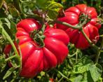 Tomato "Monomakh's Hat", Ophalen of Verzenden, Voorjaar, Volle zon, Zaad