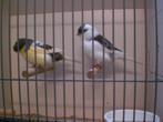 div, glosters, Dieren en Toebehoren, Vogels | Kanaries, Meerdere dieren, Postuurkanarie