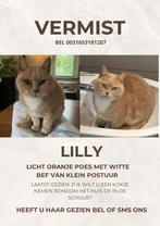 Vermiste poes beige Baarle Nassau, Dieren en Toebehoren, Vermiste en Gevonden Dieren