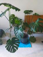 Grote Monstera, Ophalen, Overige soorten