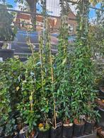 Toscaanse Jasmijn - Heerlijk geurende klimplant, Ophalen, Klimplanten, Volle zon