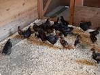 Barnevelders dubbel gezoomd, Dieren en Toebehoren, Pluimvee, Meerdere dieren, Kip