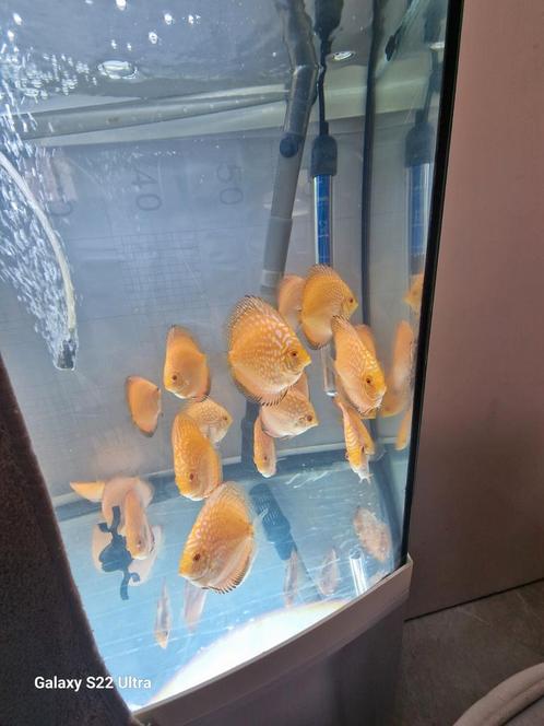 Discusvissen, Dieren en Toebehoren, Vissen | Aquariumvissen, Vis