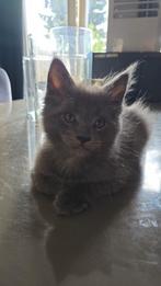 Mainecoon katertje te koop, Dieren en Toebehoren, Katten en Kittens | Raskatten | Langhaar, Kater